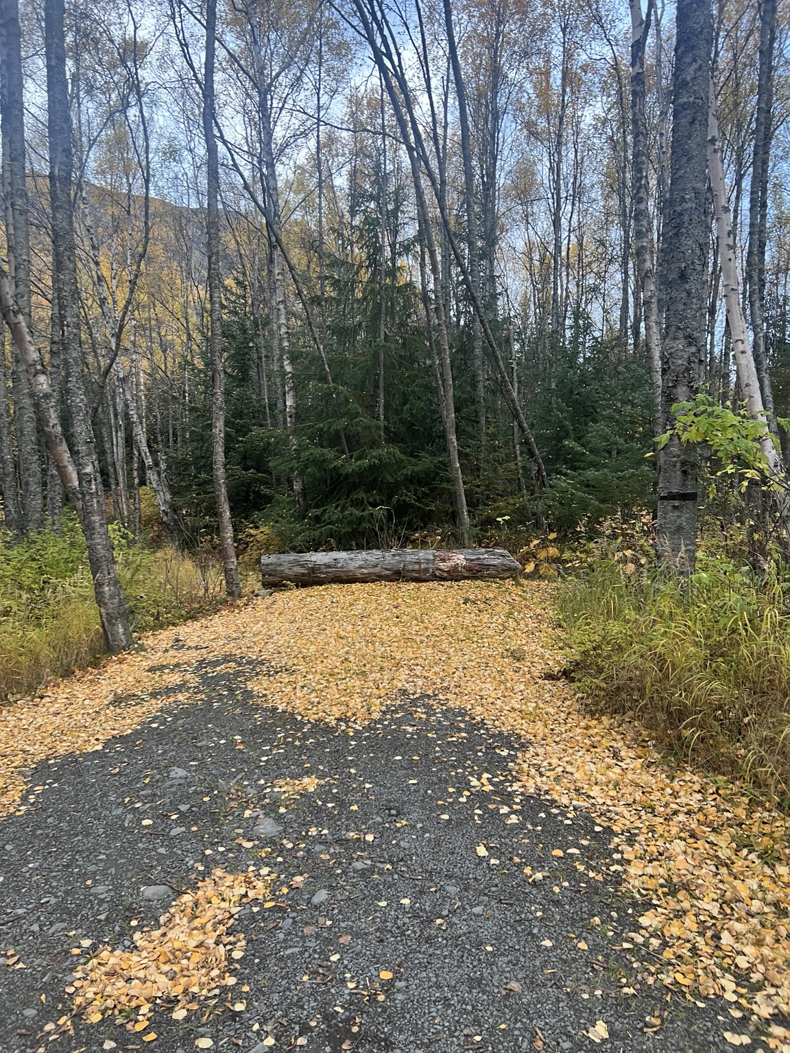 Leaf-covered walking path in the woods